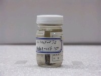 藏品(日本鰟鮍)的圖片